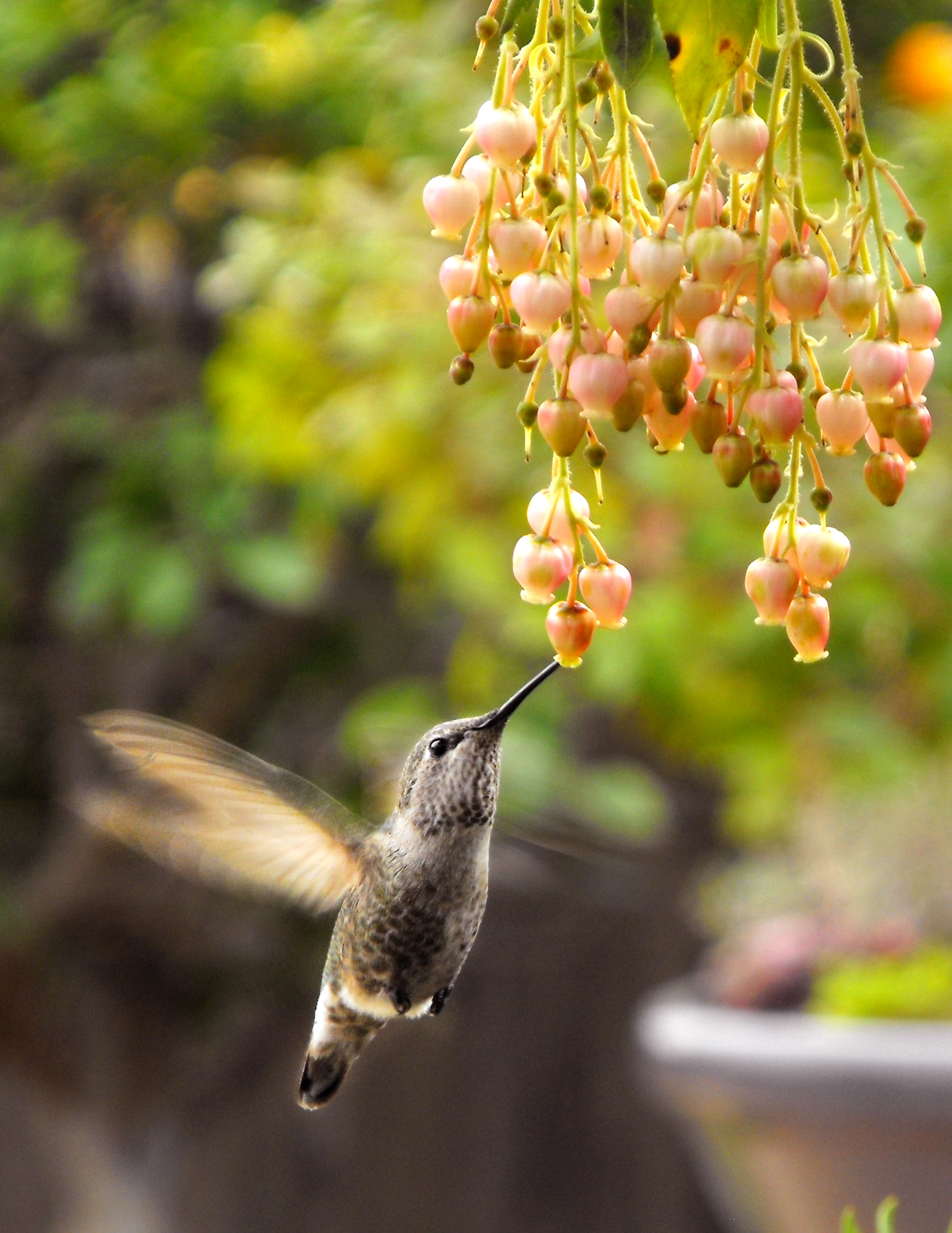 Index of /docs/hummingbird